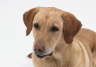 北京寵物火化多少錢（價格表）